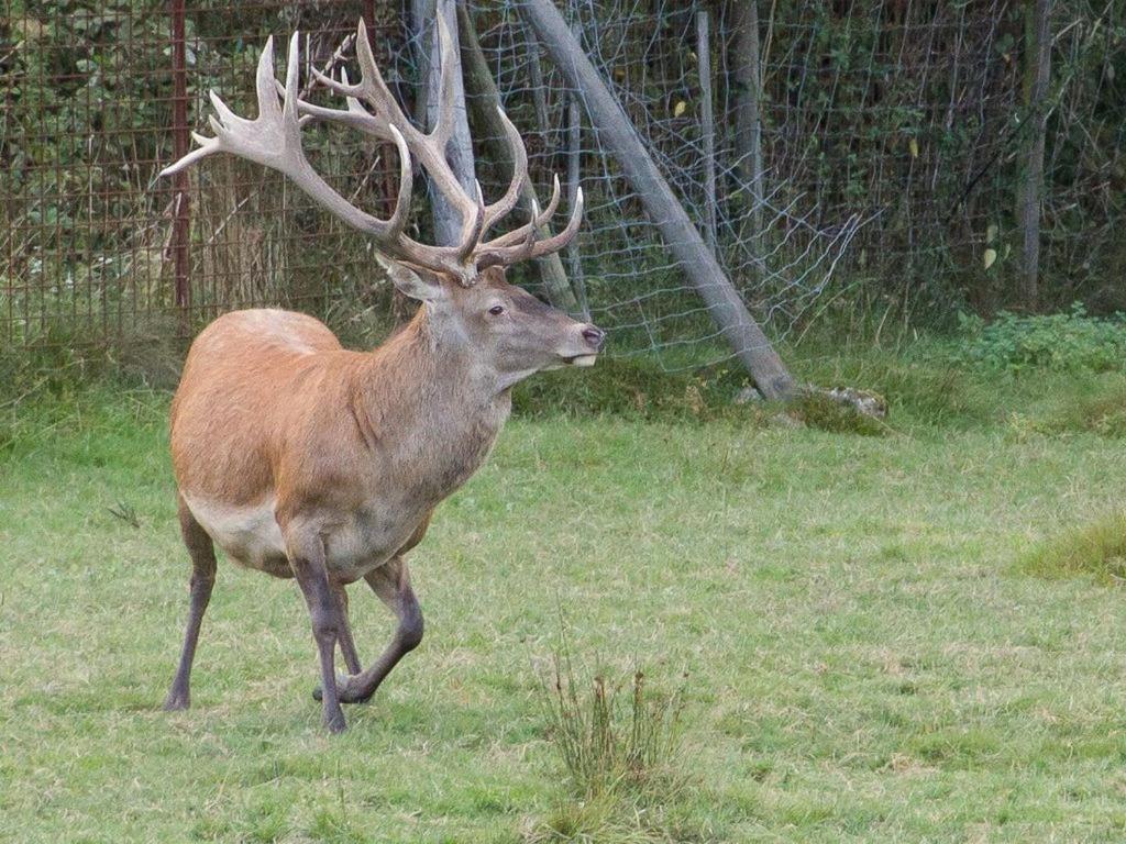 Gite Du Cerf Birkenwald Exterior photo