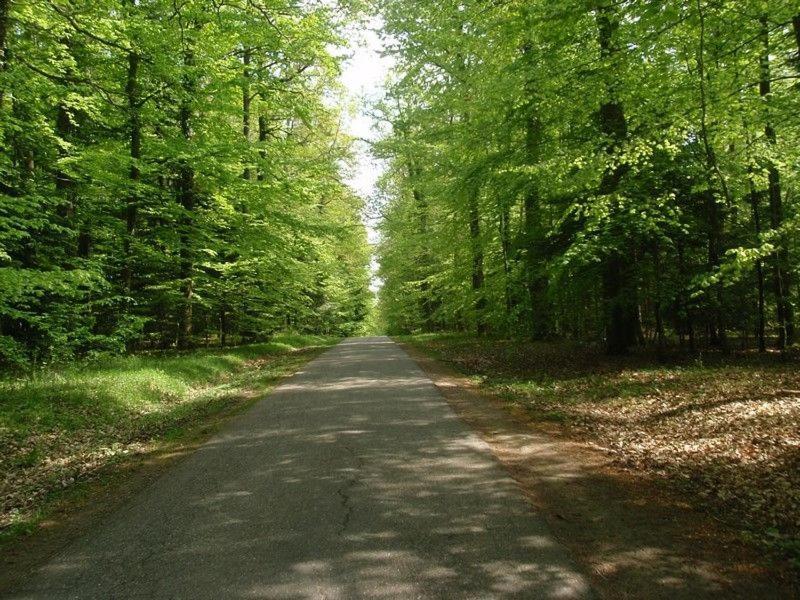 Gite Du Cerf Birkenwald Exterior photo
