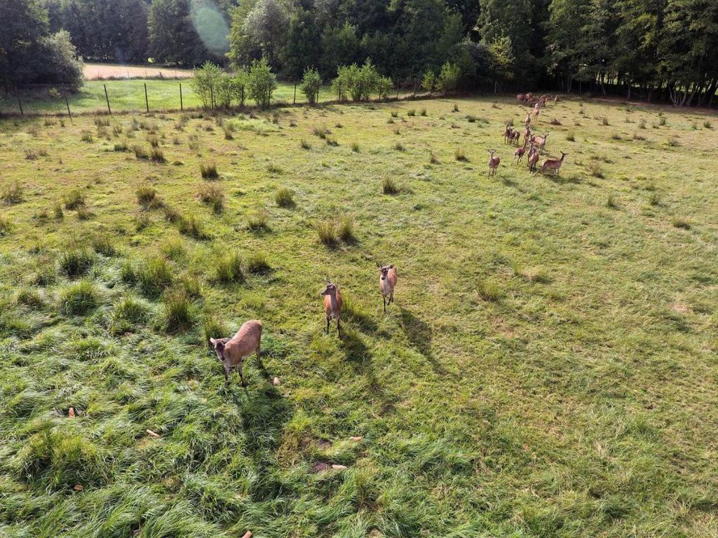 Gite Du Cerf Birkenwald Exterior photo